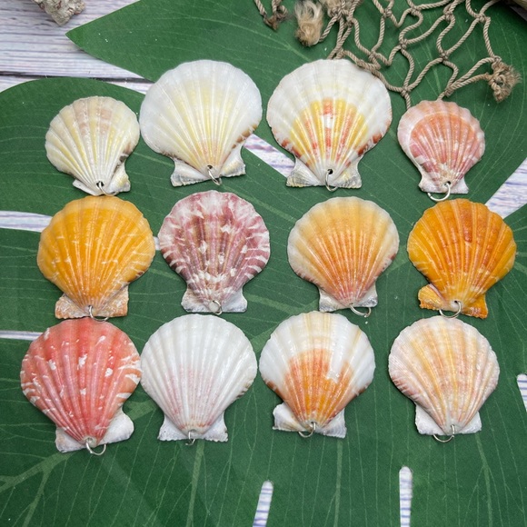 REAL Seashells Scallop Shells Pendants /Charms Lot with silver tone jump rings - Picture 16 of 16